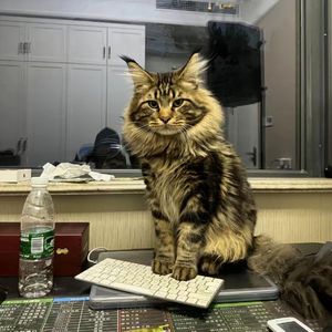 古东真理子全部作品顺序
